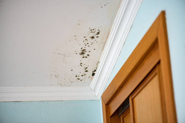 Best Residential Mold Remediation in Tecumseh, NE