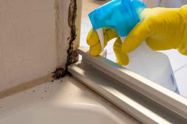 Best Industrial Mold Remediation in Tecumseh, NE