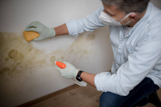 Best Attic Mold Remediation in Tecumseh, NE