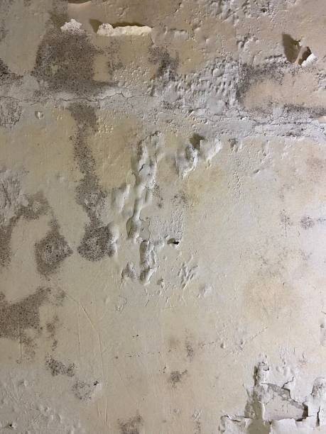 Best Emergency Mold Remediation in Tecumseh, NE