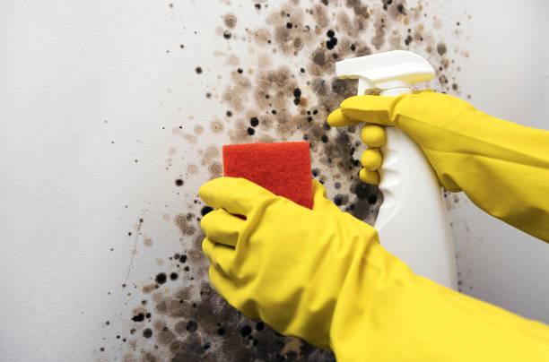 Best Industrial Mold Remediation in Tecumseh, NE