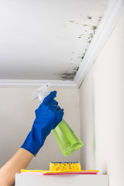 Best Bathroom Mold Remediation in Tecumseh, NE