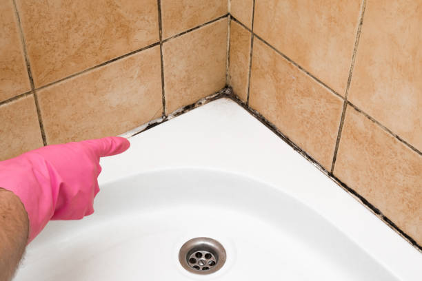 Best Commercial Mold Remediation in Tecumseh, NE
